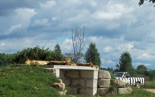 African Lion Safari