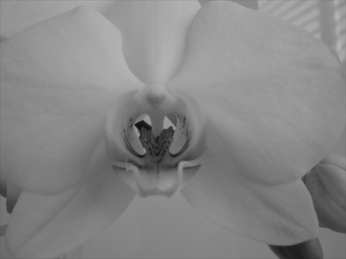 orchidea