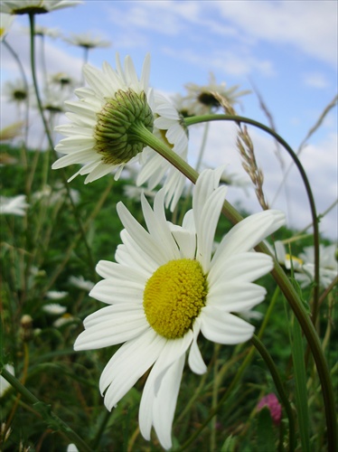 white flowers