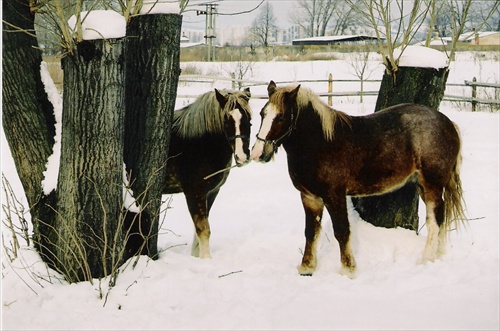 dabl-kuskanie