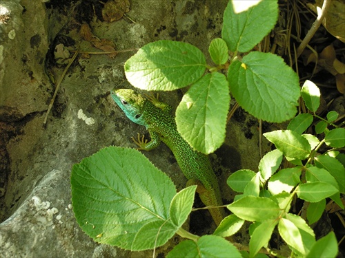 Jašterica