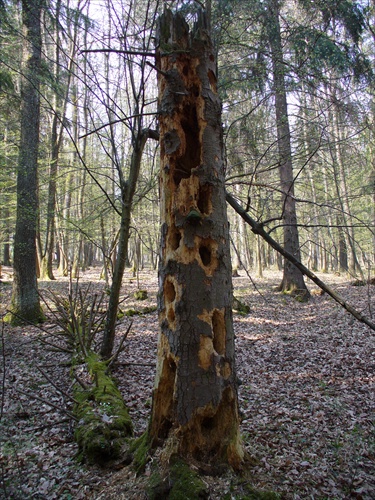 ... a v prach sa obrátiš