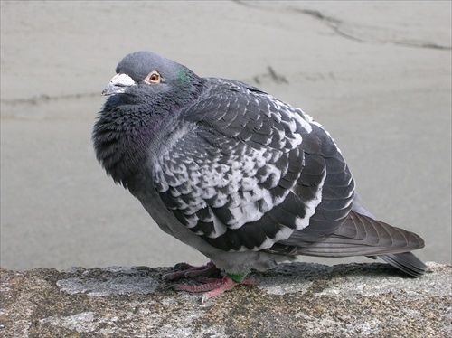 Tučný a lenivý holub z Le Mont Saint Michel
