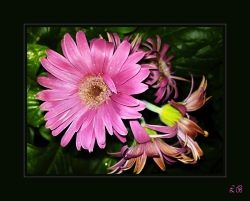 gerbera