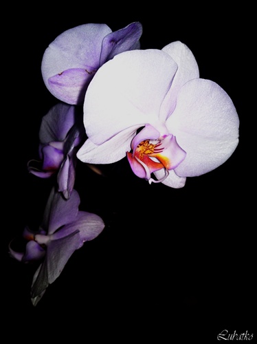 Orchidea