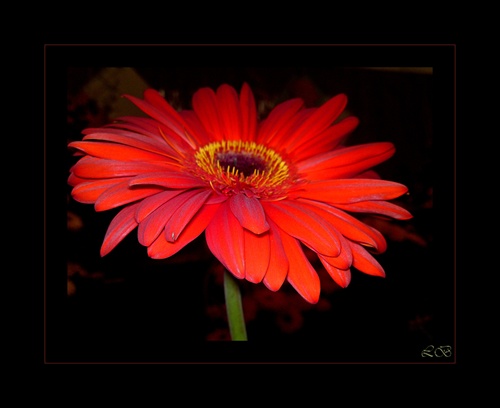 Gerbera