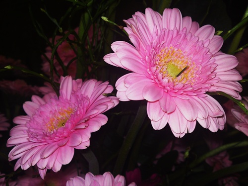 Gerbera