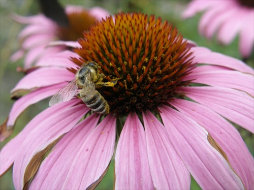 Echinacea1