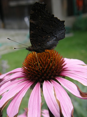 Echinacea2