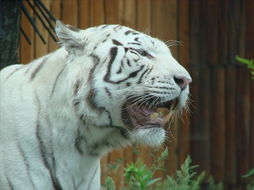 white tiger