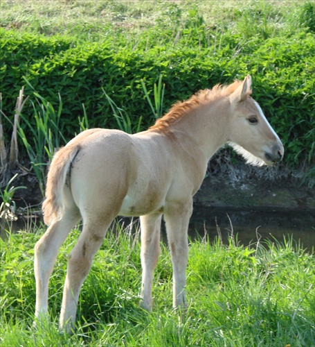 baby horse