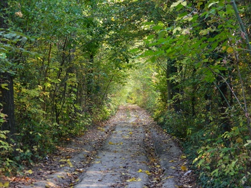 lesný tunel