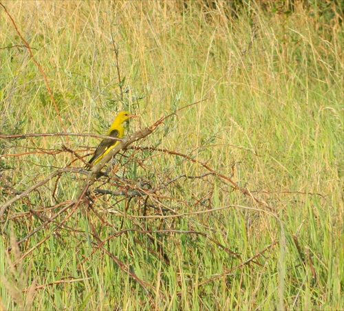 Vlha hájová (Oriolus Oriolus)