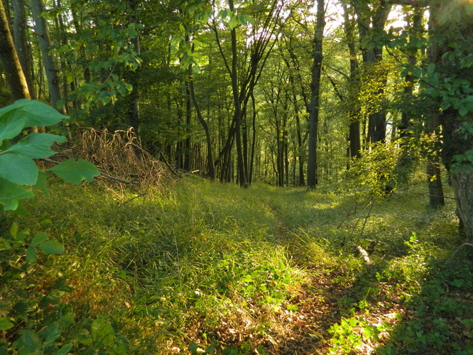 Königweg - les - Gruibingen