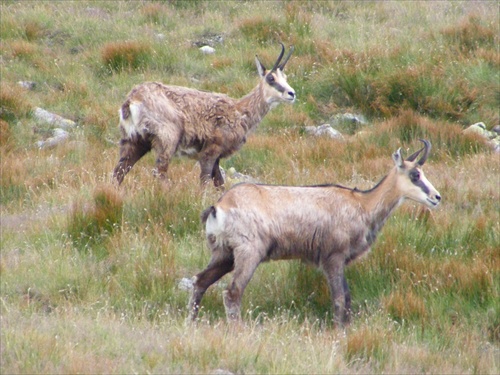 Nizke Tatry