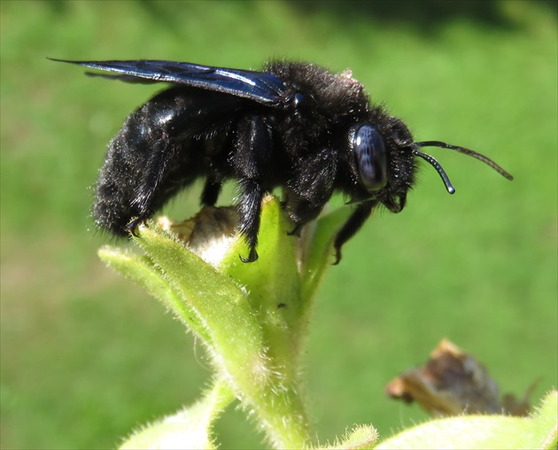 Xylocopa violacea