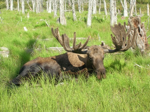 siesta