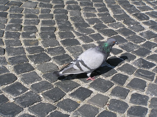 pigeon