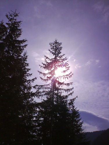 TATRY-SLNKO PRETÍNA STROM