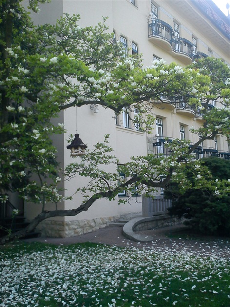 Hotel Magnólia v piešťanských kúpeľoch