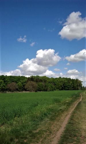 poľná cesta