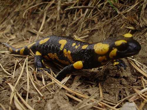 Salamandra