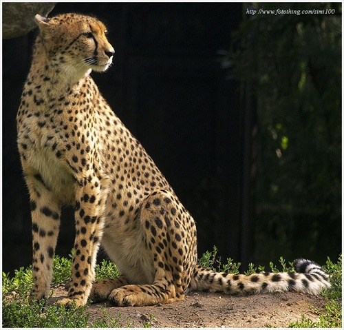 gepard