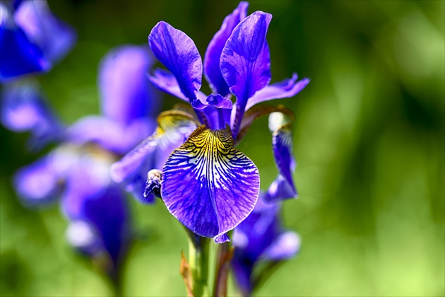 iris