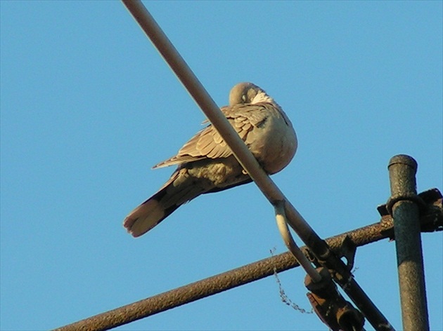 Siesta na anténe