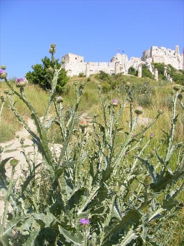 Bodliaky chránia Spišský hrad