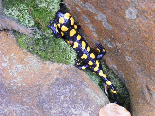 Salamandra