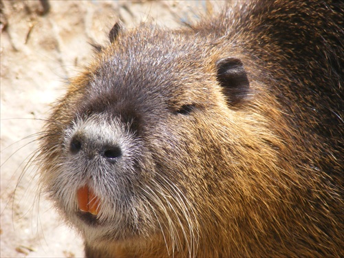 Nutria