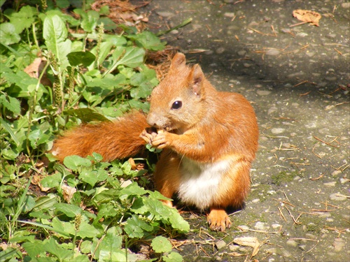 Hladná