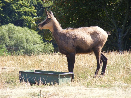 Kamzík v ZOO