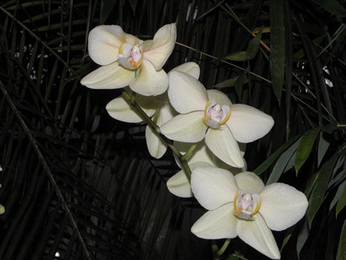 Orchidea 9