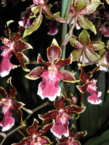 Orchidea 10