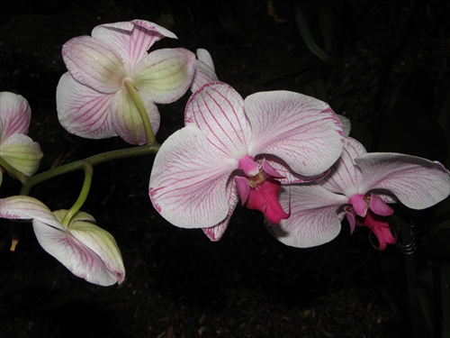 Orchidea 13