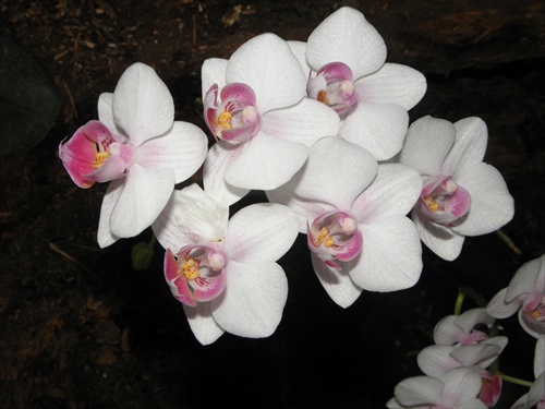 Orchidea 14