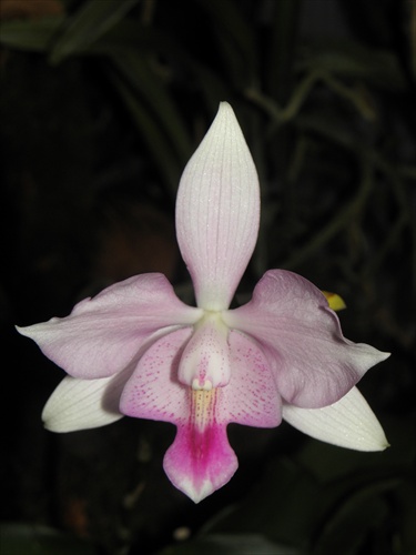 Orchidea 15