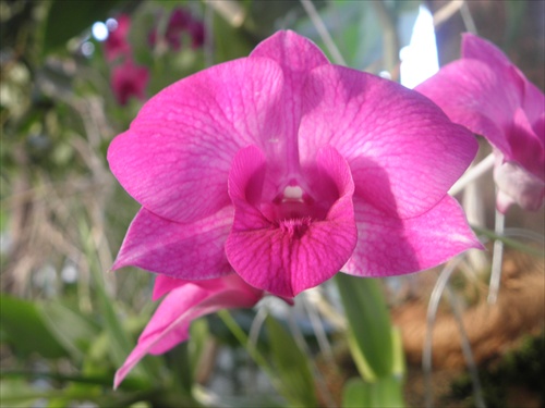 Orchidea 16