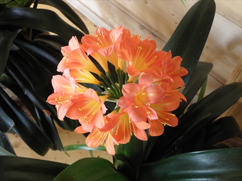 Prvoaprílová clivia