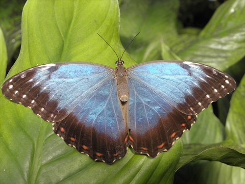 MORPHO PELEIDES 1