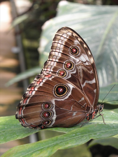 MORPHO PELEIDES 2