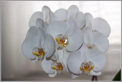 Orchidea