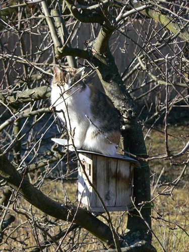 Nepriatel pred bránami