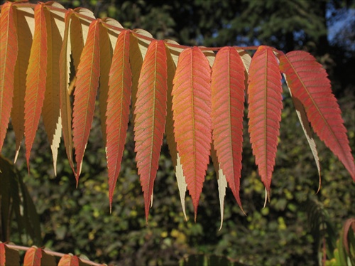 Rhus Typhina