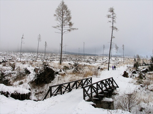 cesta /budúcim/ lesom