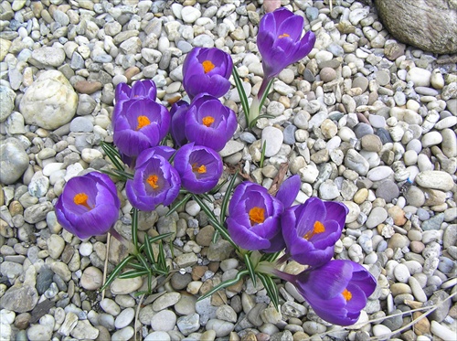 Crocus vernus 'Remembrance' (šafran),