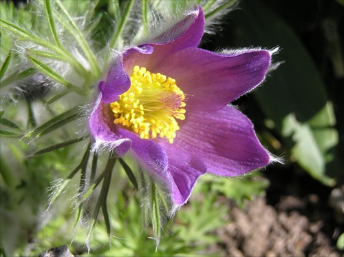 Poniklec slovenský (Pulsatilla slavica)