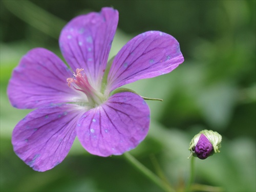 Geranium sanguineum